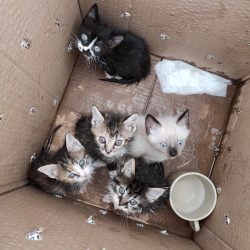 5 Katzenbabies sind in El Cobijo eingezogen 🐈 🐈  🐈  🐈  🐈